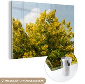 MuchoWow® Glasschilderij 120x80 cm - Schilderij acrylglas - Mimosa bloemen met een blauwe lucht - Foto op glas - Schilderijen