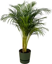 Trendyplants - Areca palm - ↨130cm - Ø24cm inclusief elho Greenville Round groen Ø30cm x ↨28cm