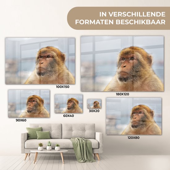 Portrait de macaque de barbarie Glas 60x40 cm - Tirage photo sur Glas (décoration murale en plexiglas)