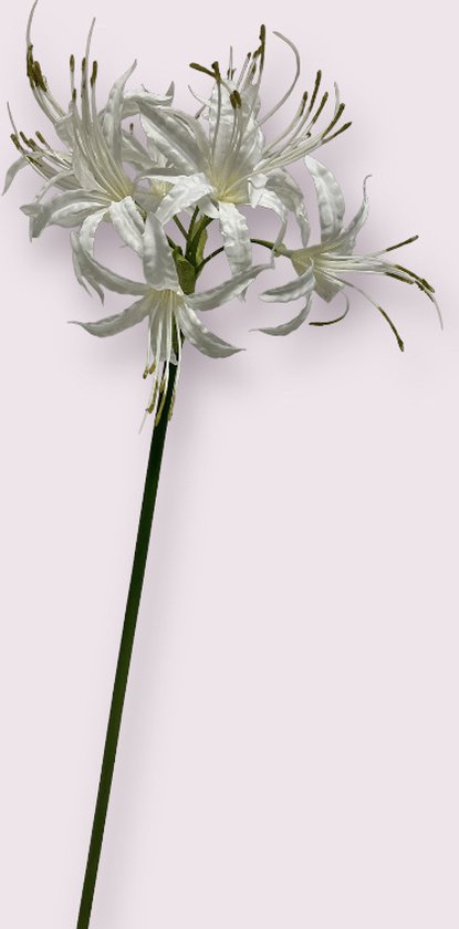 Functie van de meeldraden in bloemen: structuur, soorten en hun rol bij