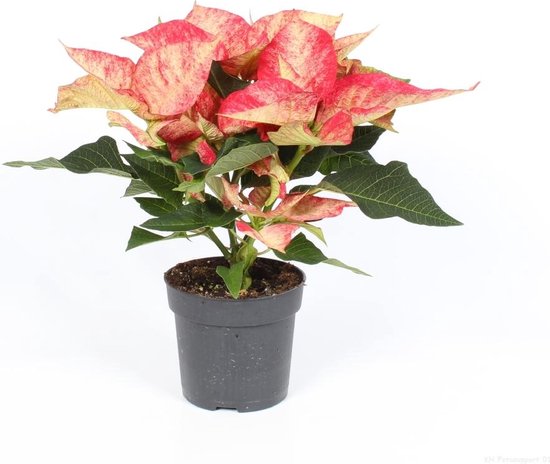 Euph. Premium Picasso | bol.com