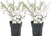Plant in a Box - Set van 2 Potentilla Abbotswood - Pot 17cm - Hoogte 20-30cm - Potentilla fruticosa