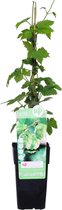 Kruidenplant – Hop (Humulus lupulus) – Hoogte: 65 cm – van Botanicly