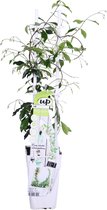 Klimplant – Toscaanse Jasmijn (Trachelospermum Jasminoides Star Of Venice) – Hoogte: 65 cm – van Botanicly