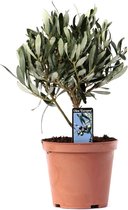 Kamerplant van Botanicly – Olijf boom – Hoogte: 21 cm – Olea europeae