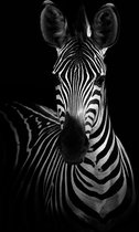 Zebra op Textiel in Frame - WallCatcher | Staand 80 x 120 cm | Breed zwart Textielframe 27 mm