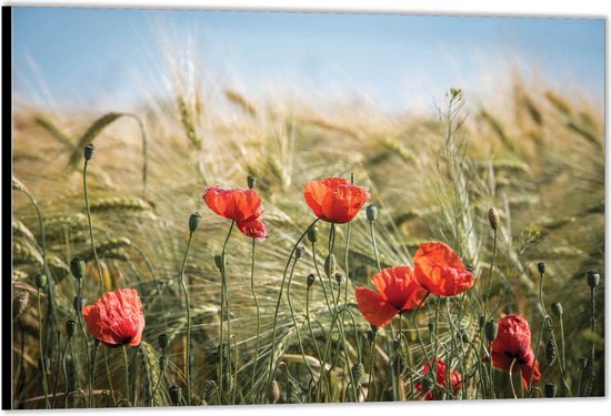 Dibond –Klaprozen in Veld– 40x30 Foto op Aluminium (Wanddecoratie van metaal)