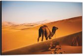 Dibond –Dromedaris in de Woestijn– 40x30 Foto op Aluminium (Wanddecoratie van metaal)