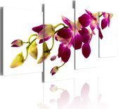 Schilderijen Op Canvas - Schilderij - Orchid's gloed 80x45 - Artgeist Schilderij