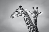 Schilderij - Giraffen zwart-wit,  2 maten, Premium print