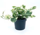 SIMPLYBLOOM.EU - Epipremnum Aureum N'joy - 12 cm