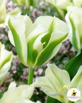 Tulips Spring Green 12/+ (x10)