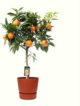 Citrus Orange in ELHO outdoor sierpot Greenville Rond (brique) – ↨ 85cm – ⌀ 25cm