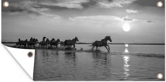 Kudde paarden galoppeert in Camargue in de zonsondergang - zwart wit