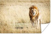 Poster Leeuwen - Afrika - Gras - 90x60 cm