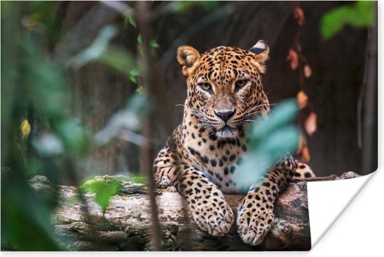 Poster Panter - Jungle - Dieren - 90x60 cm