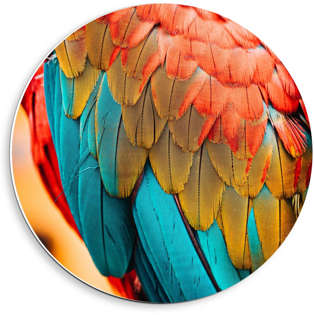 KuijsFotoprint Schilderij - Papegaaienvacht Close Up - Blauw, Geel En Rood - 40 X 40 Cm