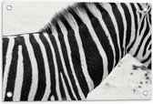 Tuinposter – Nek van Zebra (zwart/wit) - 60x40cm Foto op Tuinposter  (wanddecoratie voor buiten en binnen)