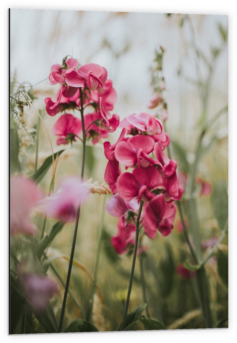 Dibond - Roze Bloemen in het Vels - 60x90cm Foto op Aluminium (Wanddecoratie van metaal)
