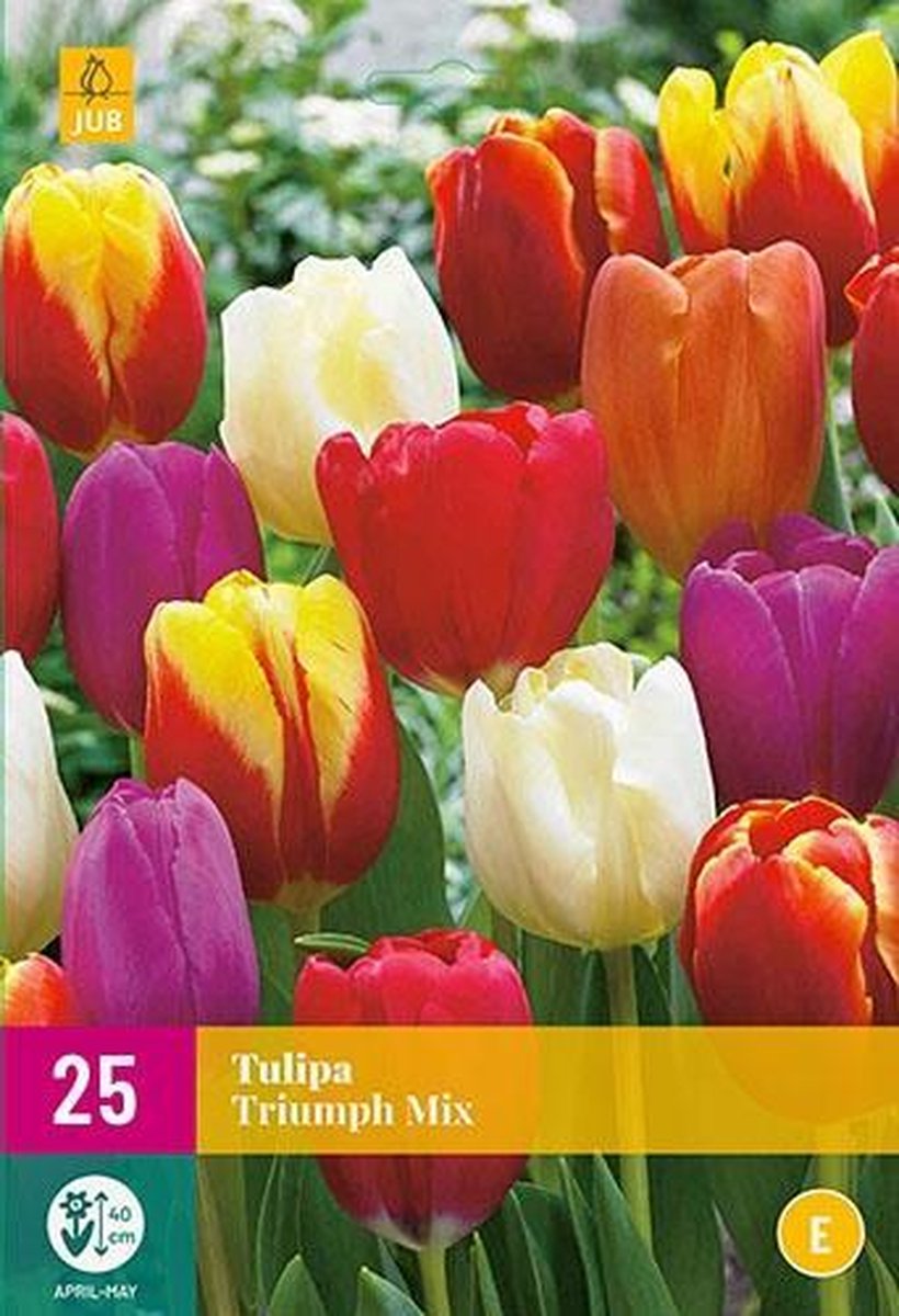 Jub Holland - bloembollen - Tulpen Triumph mix - maat 11/12 - 25 stuks