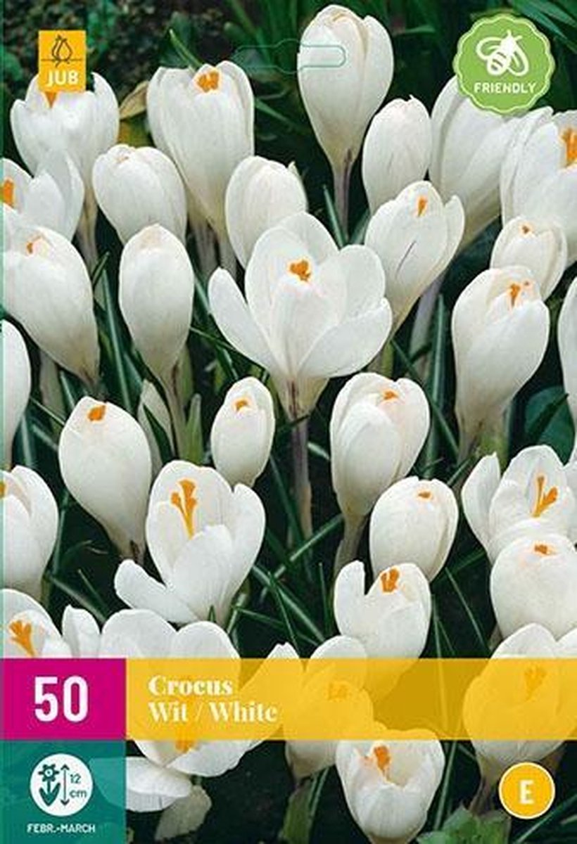 Jub Holland - bloembollen - Krokus/Crocus Wit - maat 7/8 - 30 stuks