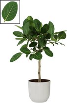 FloraExpert - Ficus - 90 Cm - Ø 22