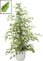 FloraExpert - Ficus - 105 Cm - Ø 22