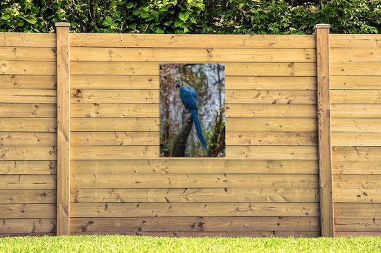 Tuinposter 60x90 cm - Tuindecoratie Vogel - Papegaai - Blauw - Poster voor in de tuin - Buiten decoratie - Schutting tuinschilderij - Tuindoek muurdecoratie - Wanddecoratie balkondoek