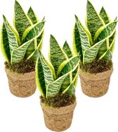 Sansevieria Geel per 3 successen - Kamerplant in Kokodama's kokosvezel pot 13 cm - 30-35 cm