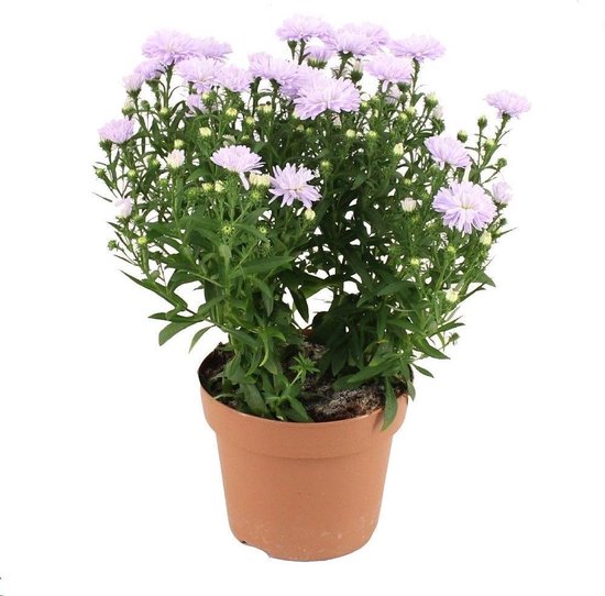 Aster Showmaker Lilac Sunset ↨ 25cm hoge kwaliteit planten