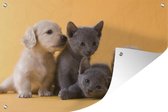Tuindecoratie Puppy - Kitten - Dieren - 60x40 cm - Tuinposter - Tuindoek - Buitenposter