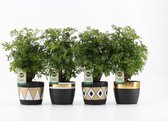 Kamerplanten van Botanicly – 4 × Polyscias in gevormde keramiek pot als set – Hoogte: 35 cm – Polyscias Hawaiiana Ming