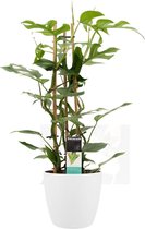 Kamerplant van Botanicly – Philodendron Minima incl. sierpot wit als set – Hoogte: 70 cm