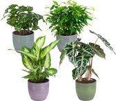 Kamerplanten van Botanicly – 4 × Ficus, Koffieplant, Olifantsoor of Skeletplant, Dieffenbachia – Hoogte: 25 cm – Ficus Green Kinky, Coffea, Alocasia, Dieffenbachia