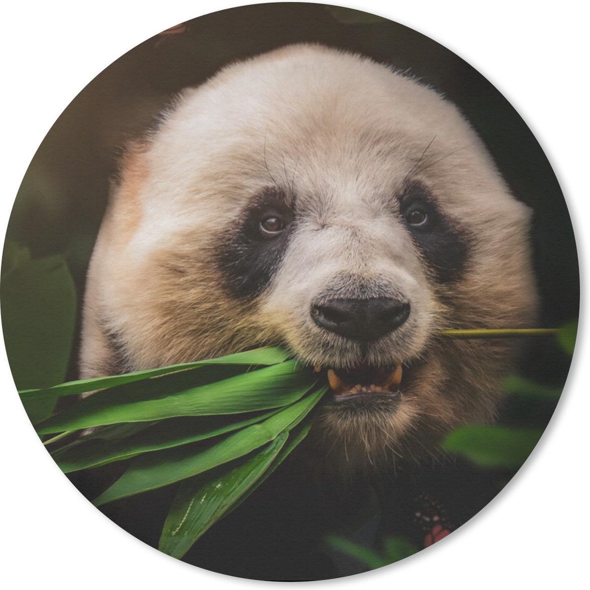 Muismat rond 40x40 cm - Mousepad Dieren - Panda - Jungle - Ronde muismatten