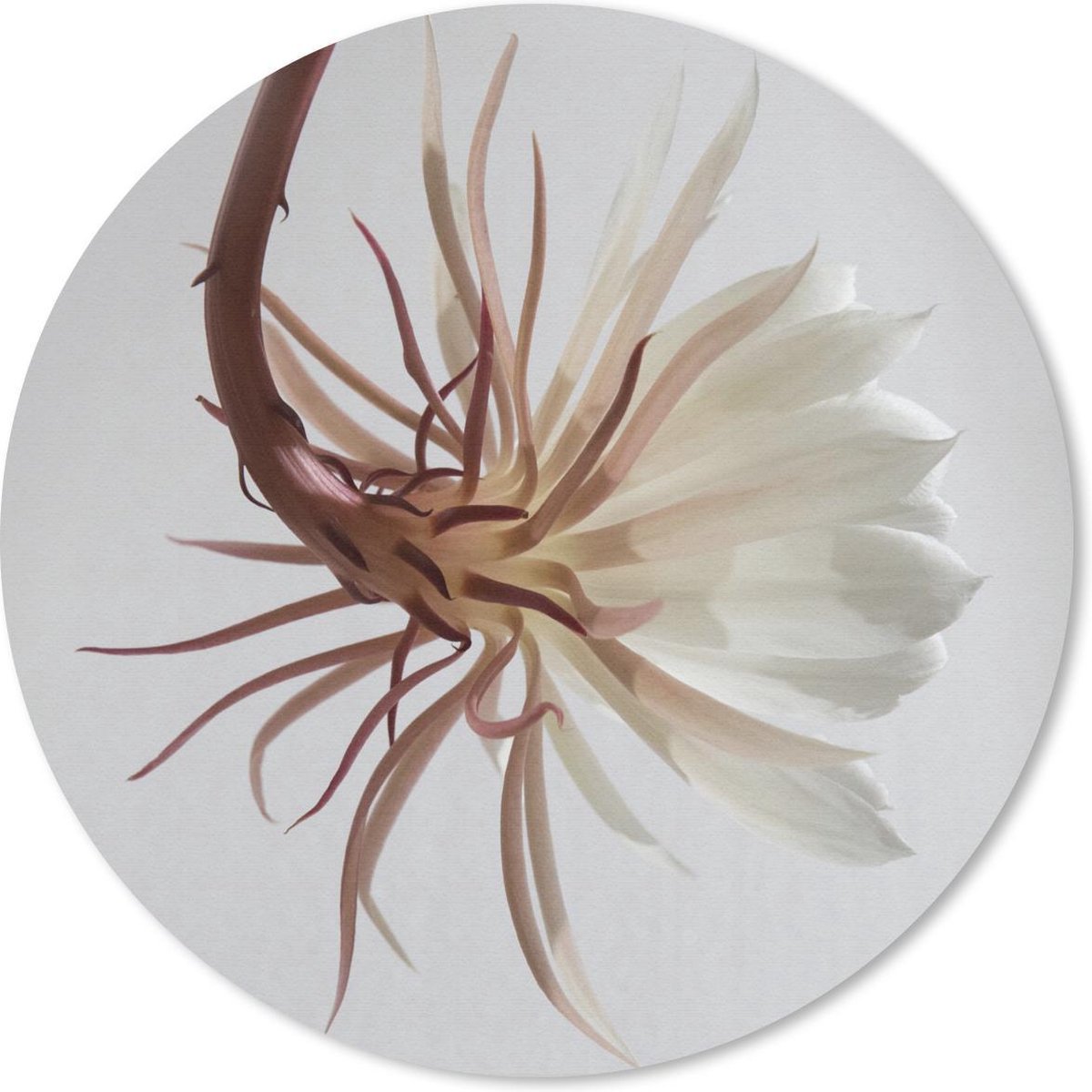 Muismat rond 40x40 cm - Mousepad Bloemen - Bladeren - Wit - Ronde muismatten