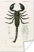 Poster Schorpioen - Vintage - Insecten - 20x30 cm