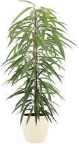 Kamerplant van Botanicly – Langbladige vijgenboom incl. crème kleurig sierpot als set – Hoogte: 105 cm – Ficus binnendijkii Alii