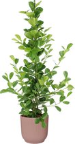 Kamerplant van Botanicly – Vijgenboom in roze ELHO plastic pot als set – Hoogte: 105 cm – Ficus Moclame