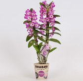 Orchidee van Botanicly – Bamboe Orchidee – Hoogte: 50 cm, 1 tak – Dendrobium nobile Star Class