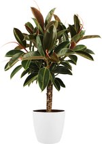Kamerplant van Botanicly – Rubberboom incl. sierpot wit als set – Hoogte: 90 cm – Ficus Elastica Melanie