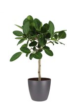 Kamerplant van Botanicly – Banyanboom incl. sierpot antraciet als set – Hoogte: 90 cm – Ficus Benghalensis Audrey