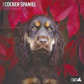 Cocker Spaniel - Kalender 2022