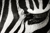 Walljar - Zebra Up Close - Muurdecoratie - Plexiglas schilderij