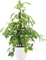 Kamerplant van Botanicly – Treurvijg incl. sierpot wit als set – Hoogte: 105 cm – Ficus benjamina Exotica