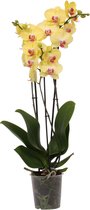 Limelight orchidee (Phalaenopsis) - 70cm