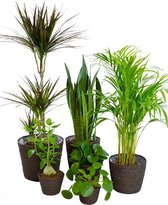 Kamerplanten van Botanicly – 6 × Pannenkoekenplant in grijs mand pot als set – Hoogte: 60 cm