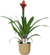 Bloem van Botanicly – Guzmania in beige ELHO plastic pot als set – Hoogte: 60 cm – Guzmania Mixxta