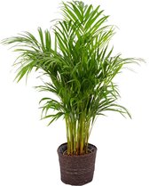 Kamerplant van Botanicly – Goudpalm in grijs mand pot als set – Hoogte: 85 cm – Areca dypsis lutescens