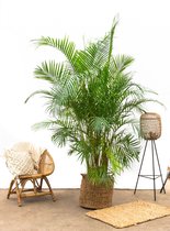 Dypsis Lusescens (Areca palm) -250cm